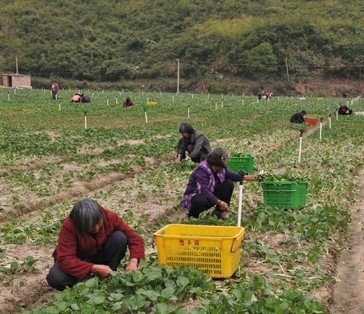 市級龍頭企業秀峰無公害蔬菜開發有限公司基地