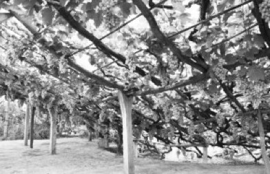 宣化葡萄漏斗種植獨一無二