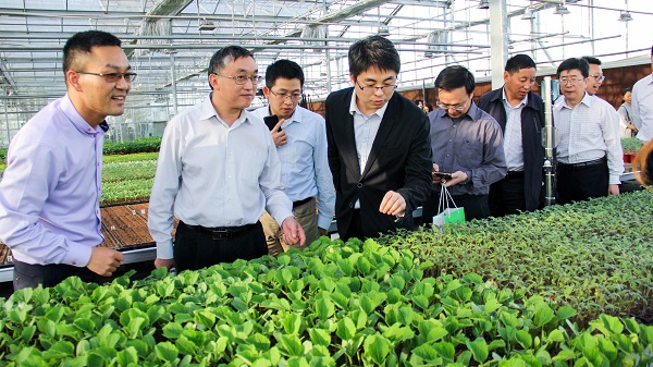 王主任通過(guò)手機(jī)端查看智能蟲(chóng)情測(cè)報(bào)燈蟲(chóng)情監(jiān)測(cè)圖像及預(yù)警數(shù)據(jù)