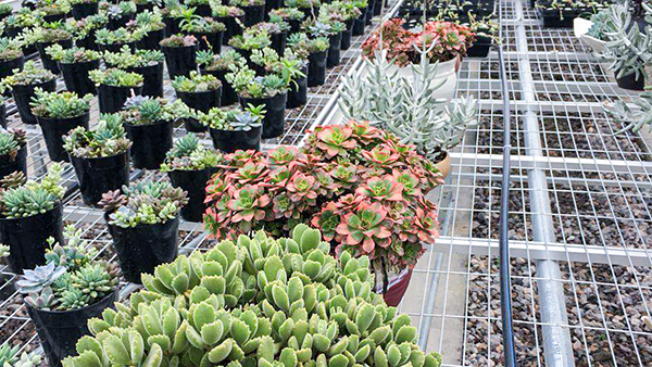 托普云農全自動托管式溫室大棚正式落成