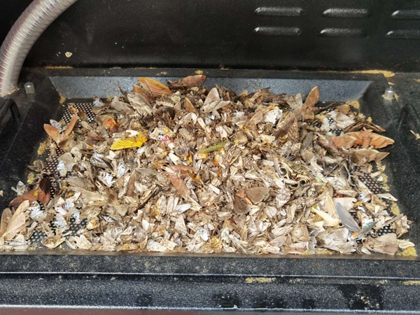 機(jī)器誘捕烘干后的蟲體(部分)