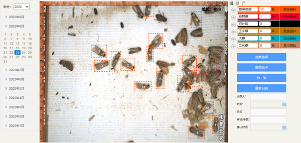 甜菜夜蛾高清照