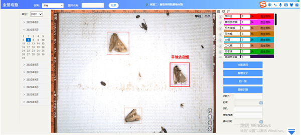 識別出草地貪夜蛾高清照